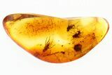 Detailed Fossil Flies (Dolichopodidae) In Baltic Amber #310956-1